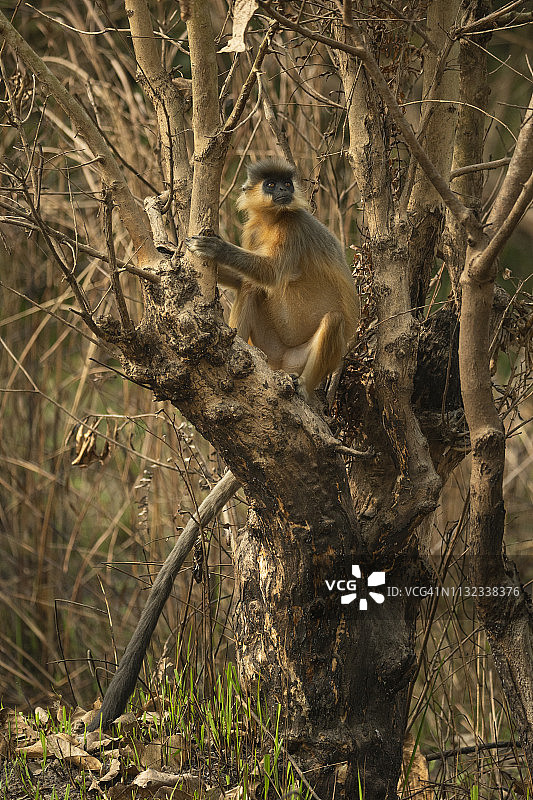 白腹帽叶猴图片素材