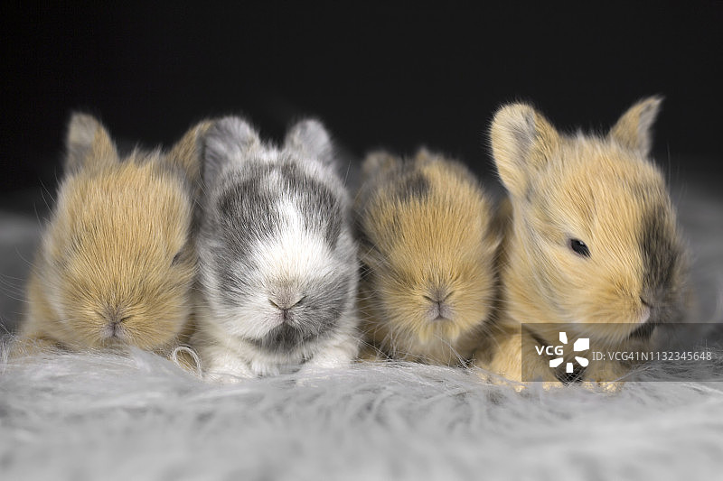 一窝小兔子图片素材