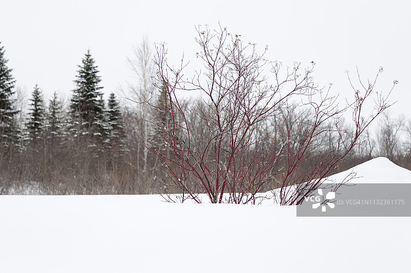 雪地里的红色灌木图片素材