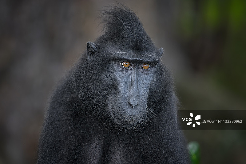 印度尼西亚北苏拉威西的凤头黑猕猴图片素材