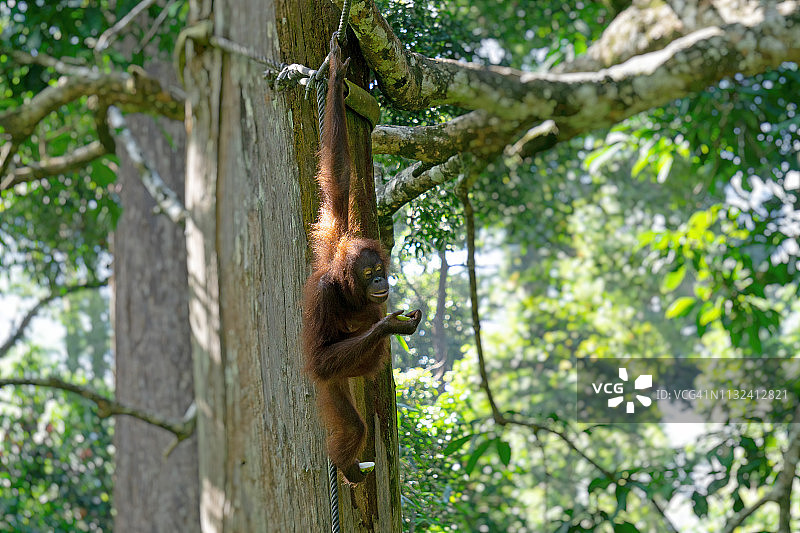 山打根西必洛婆罗洲猩猩图片素材