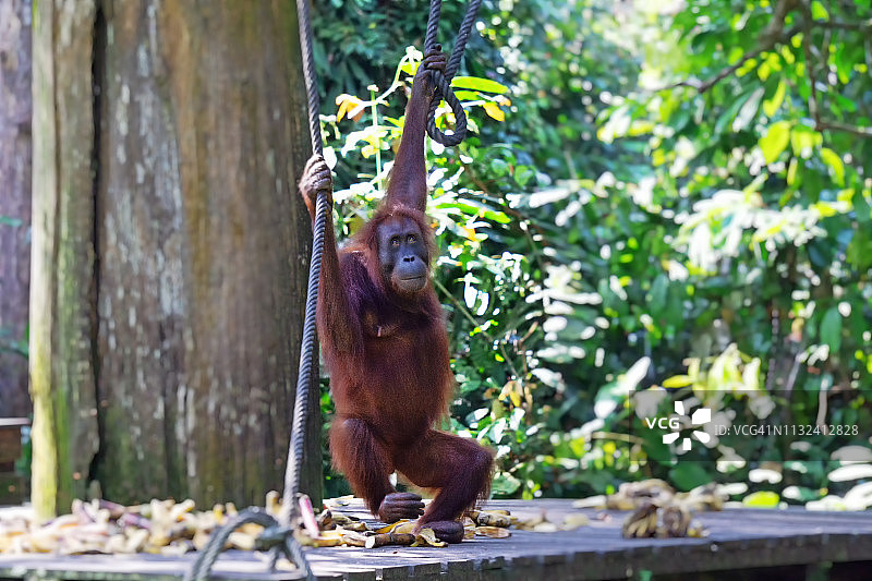 山打根西必洛婆罗洲猩猩图片素材