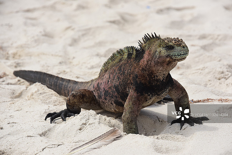 沙滩上的加拉帕戈斯海洋鬣蜥图片素材