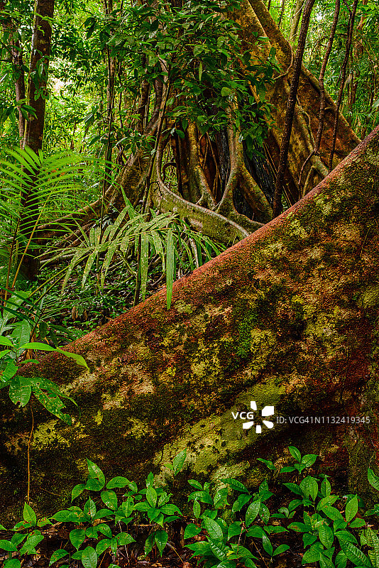 澳大利亚昆士兰州丹特里国家公园的莫斯曼峡谷图片素材