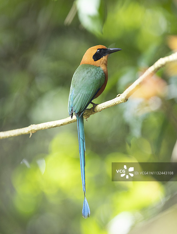 棕扇尾蜂鸟图片素材