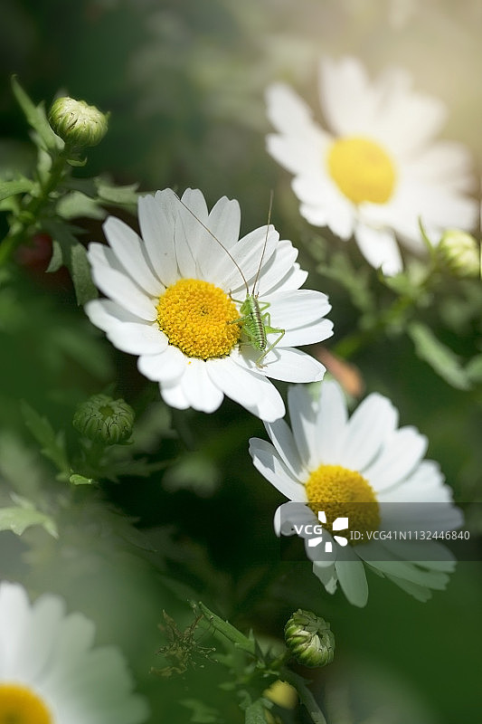草蜢和雏菊花图片素材