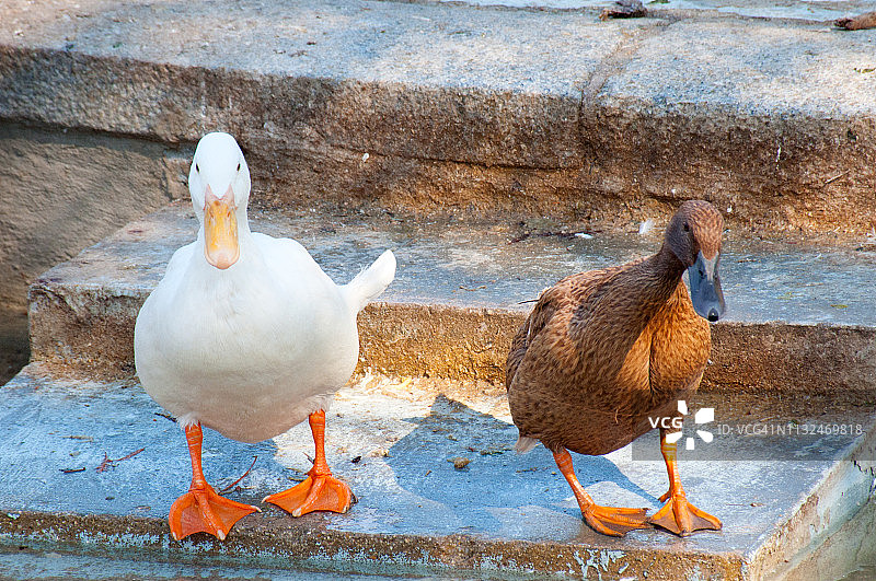 北京鸭和卡其坎贝尔鸭图片素材