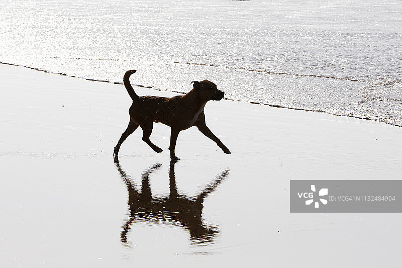 在北德文海滩上玩耍的狗的剪影图片素材