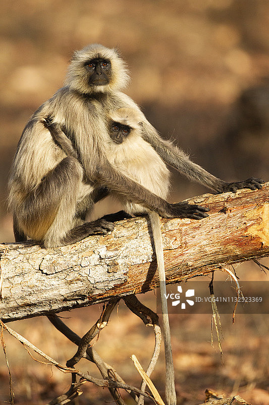 北方平原叶猴，又名普通叶猴、哈努曼叶猴图片素材