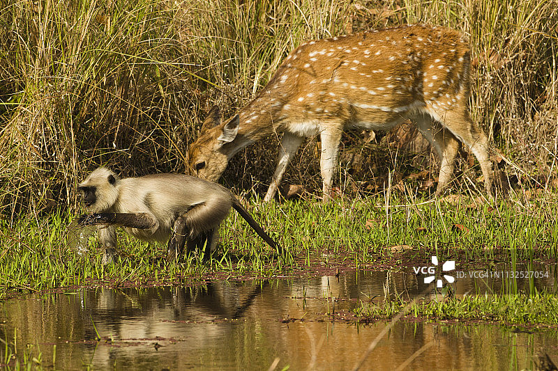 北方平原叶猴，又名普通叶猴、哈努曼叶猴图片素材