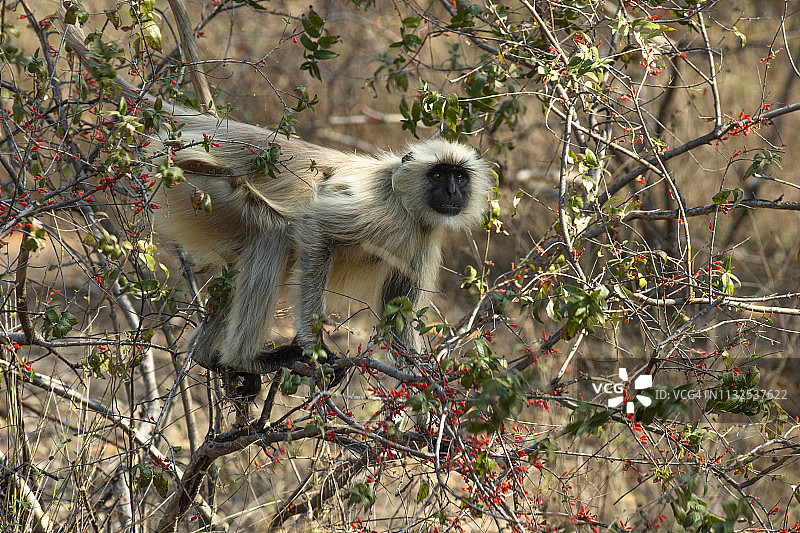 北方平原叶猴，又名普通叶猴、哈努曼叶猴图片素材