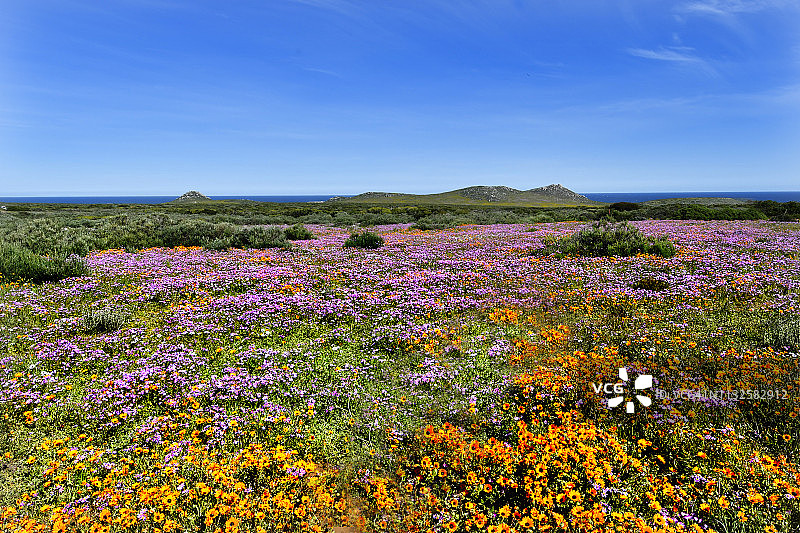 南非西开普省和北开普省沿线的彩色花田图片素材