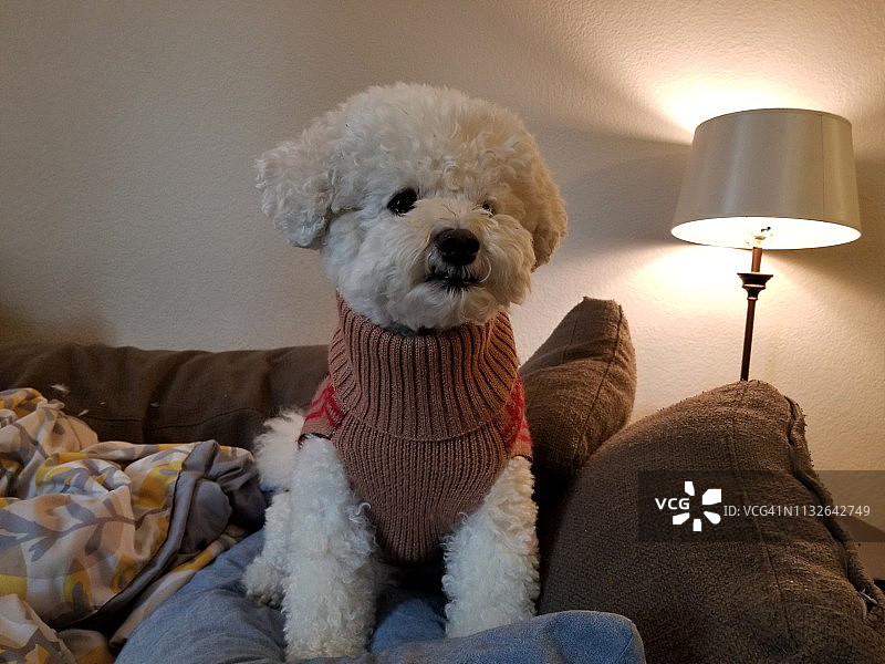 穿着毛衣的狗图片素材