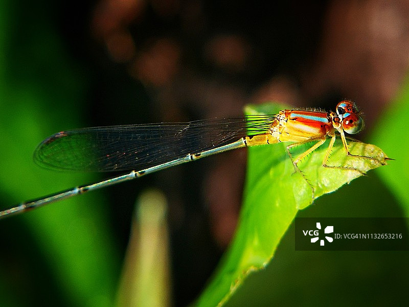 绿腹黄红蓝色条纹豆娘图片素材