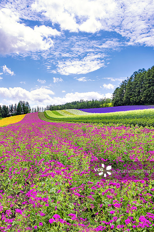夏季富良野富田农场的蓝天彩色花园图片素材