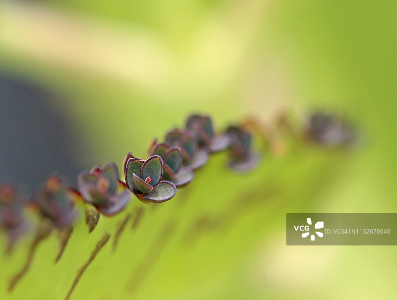 热带多肉植物伽蓝菜 focus on图片素材