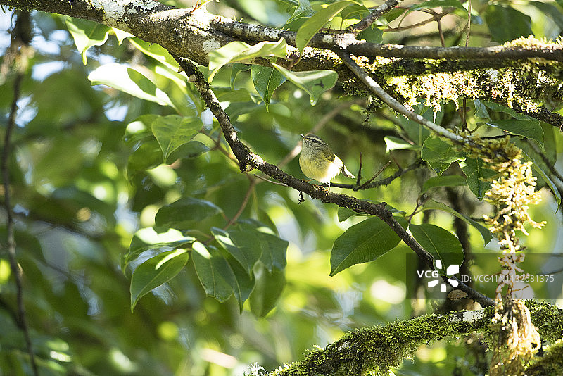 泰国清迈茵他侬山国家公园美丽的当地鸟类图片素材