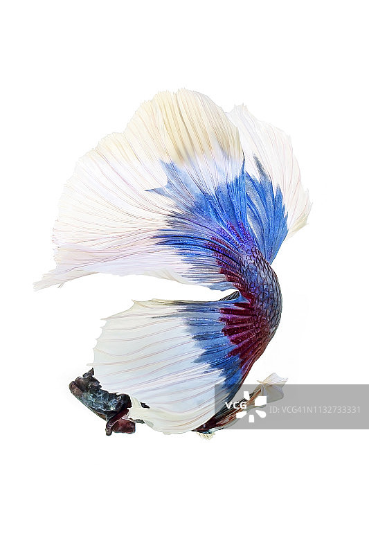 白色背景上的斗鱼之美图片素材