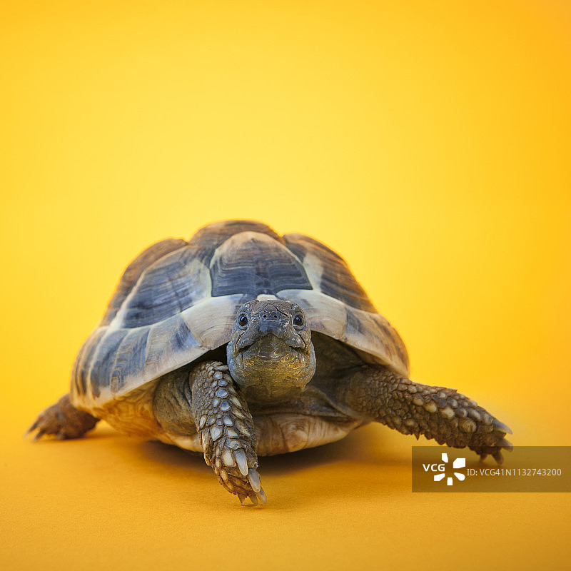 赫尔曼陆龟图片素材