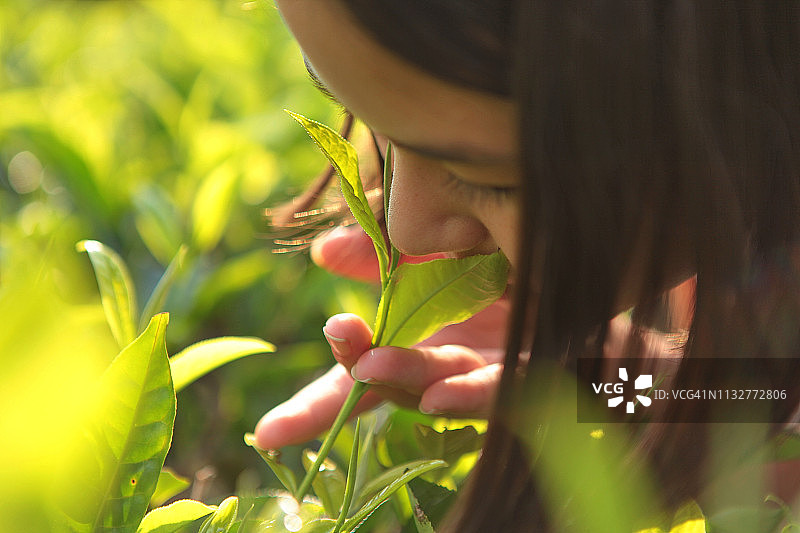 女孩手持茶叶，嗅其芬芳的特写图片素材
