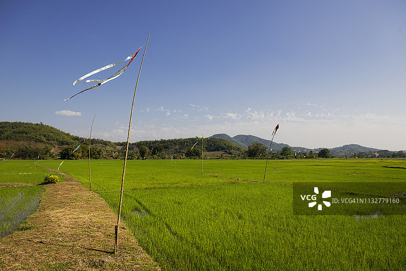 清莱山景稻田图片素材