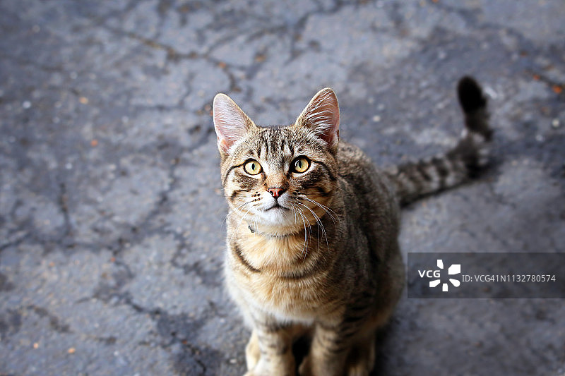 可爱虎斑小猫看着镜头图片素材