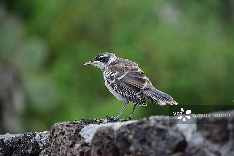 加拉帕戈斯嘲鸫图片素材