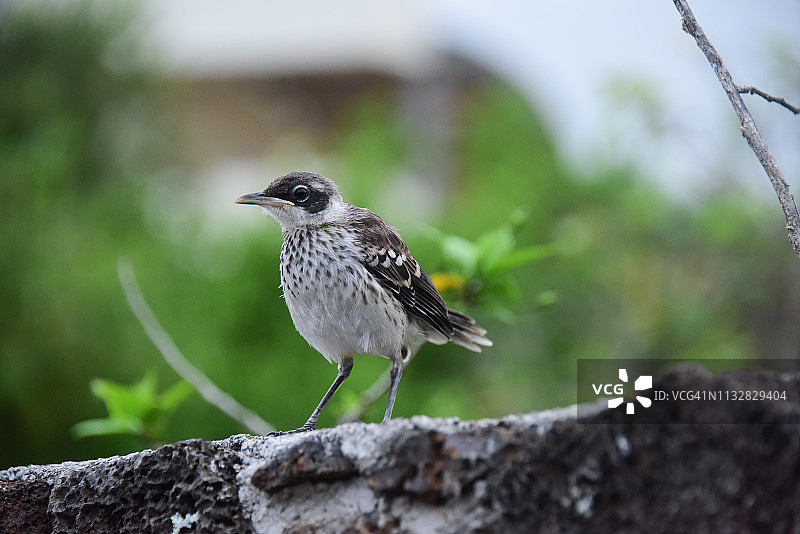 加拉帕戈斯嘲鸫图片素材