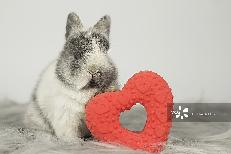 兔子和红心图片素材