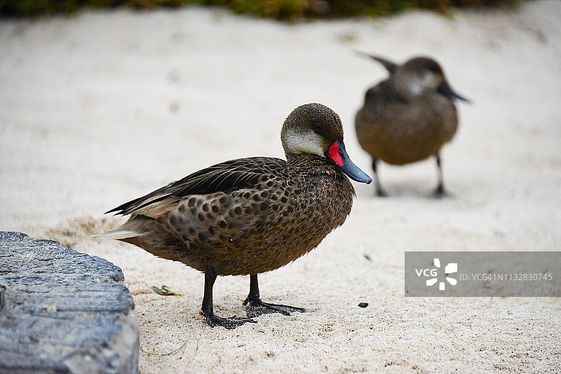 白颊针尾鸭图片素材