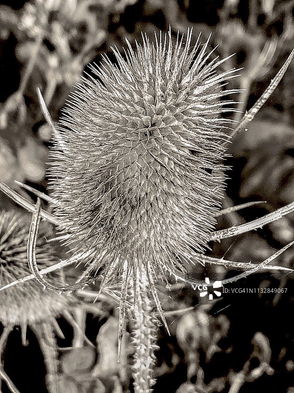 蓟的黑白图像图片素材
