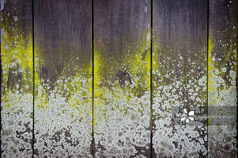 长满苔藓的木板墙特写图片素材