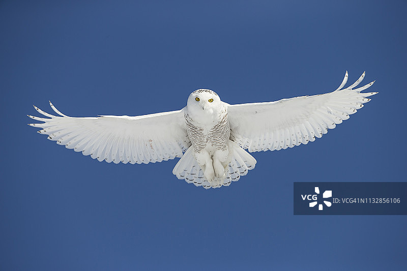 蓝天下飞翔的雪鸮图片素材