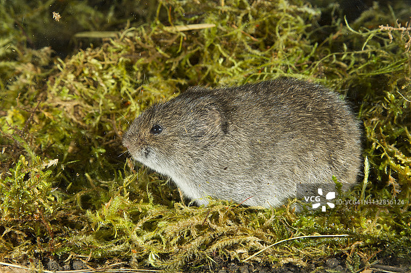 藓类中的南方沼泽旅鼠图片素材