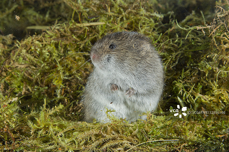 苔藓中回头侧望的南方沼泽lemming鼠图片素材