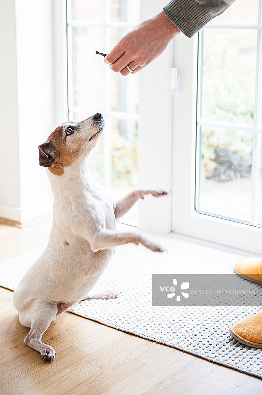 训练杰克罗素梗图片素材