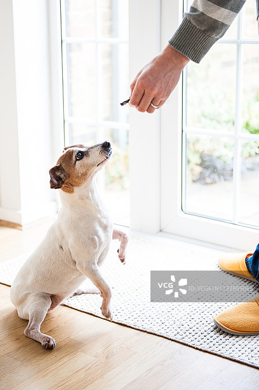 训练杰克罗素梗图片素材