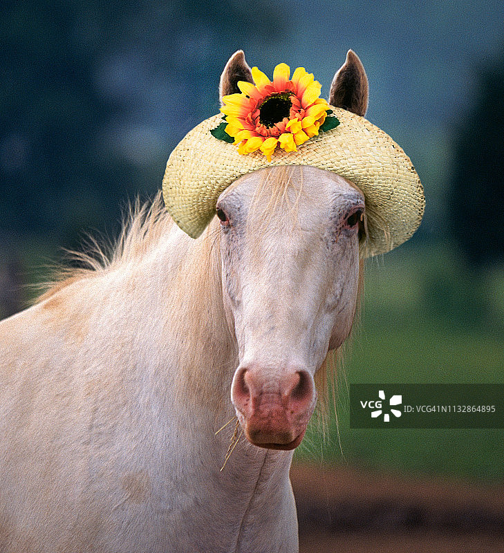 戴帽子的退役纯种赛马图片素材