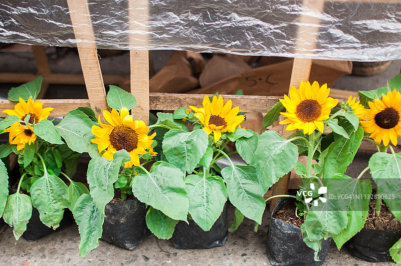 市场摊位上的一束向日葵图片素材