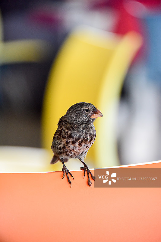 加拉帕戈斯达尔文雀图片素材