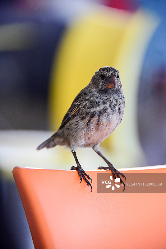 加拉帕戈斯达尔文雀图片素材