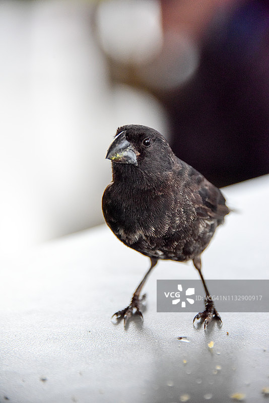 加拉帕戈斯达尔文雀图片素材