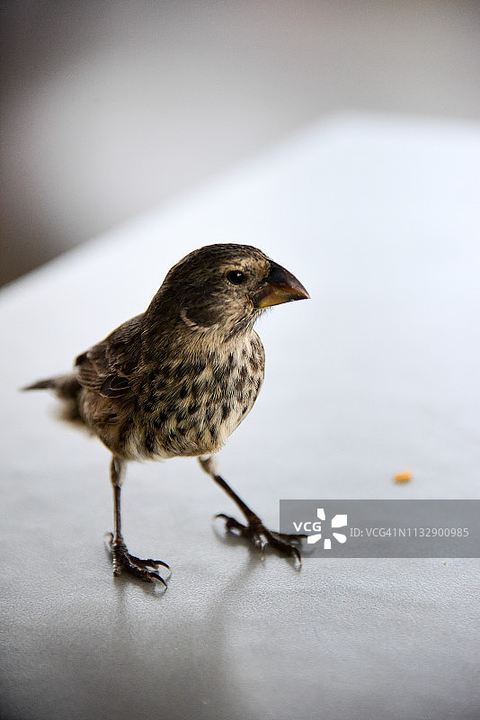 加拉帕戈斯达尔文雀图片素材