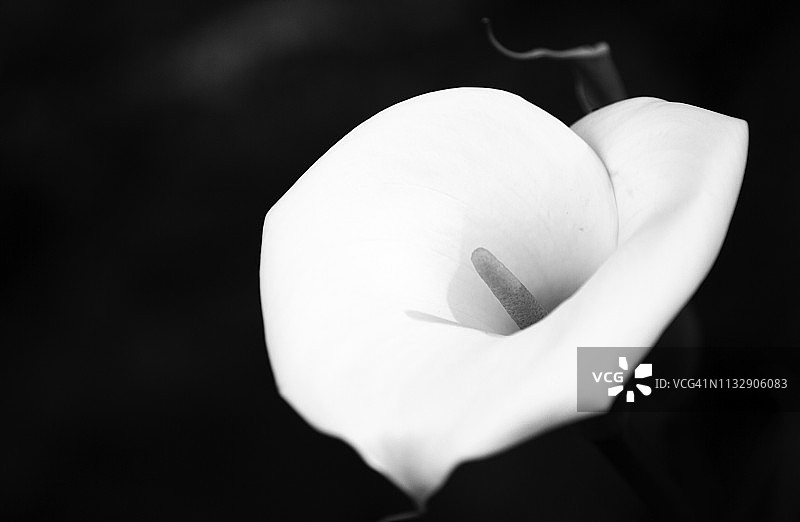 马蹄莲图片素材