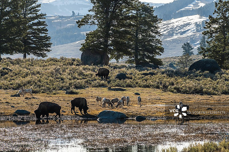 在美国黄石公园一起吃草的野牛和盘羊图片素材