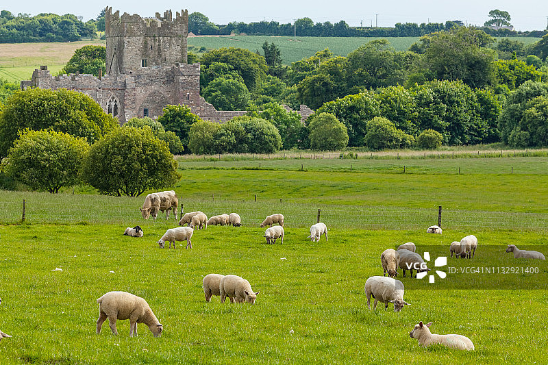 有绵羊的爱尔兰风景图片素材