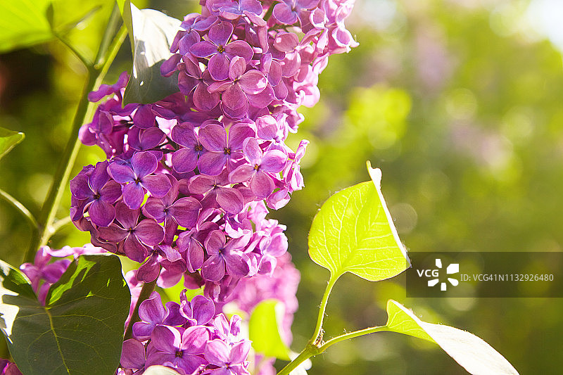 丁香花盛开图片素材