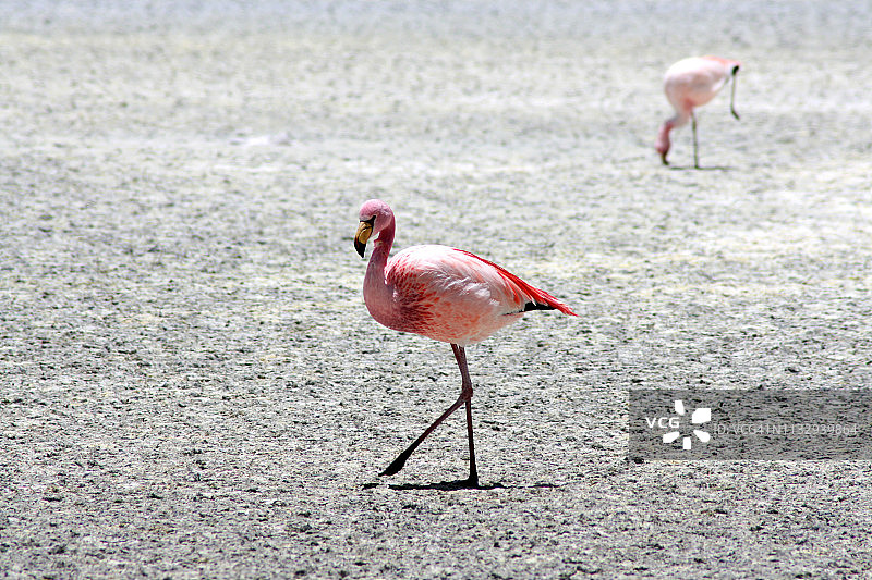 拉古纳·赫迪翁达的澳大利亚火烈鸟图片素材