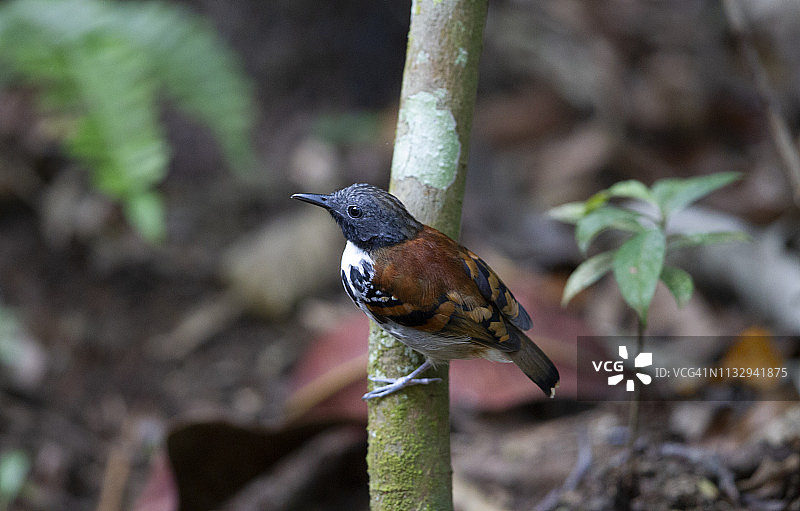 斑点蚁鸟图片素材