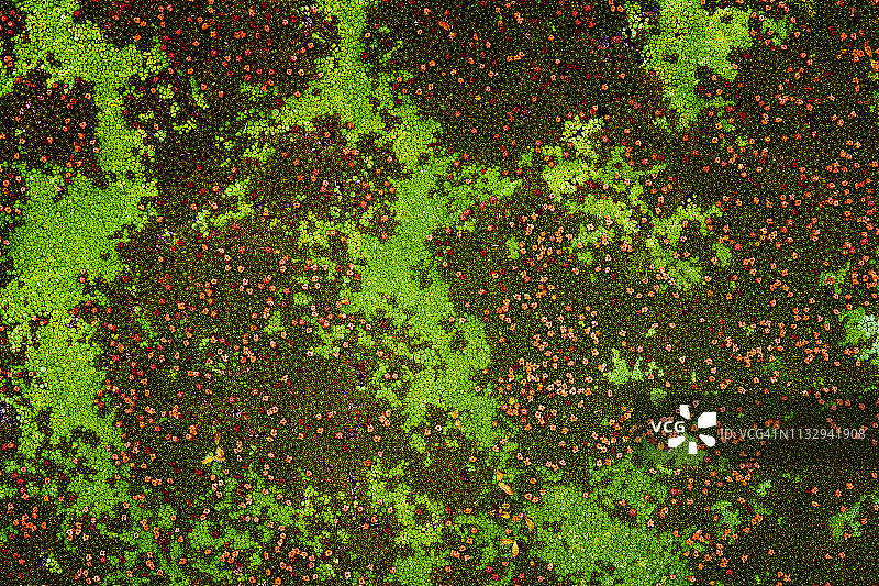 塔斯马尼亚垫状植物图片素材